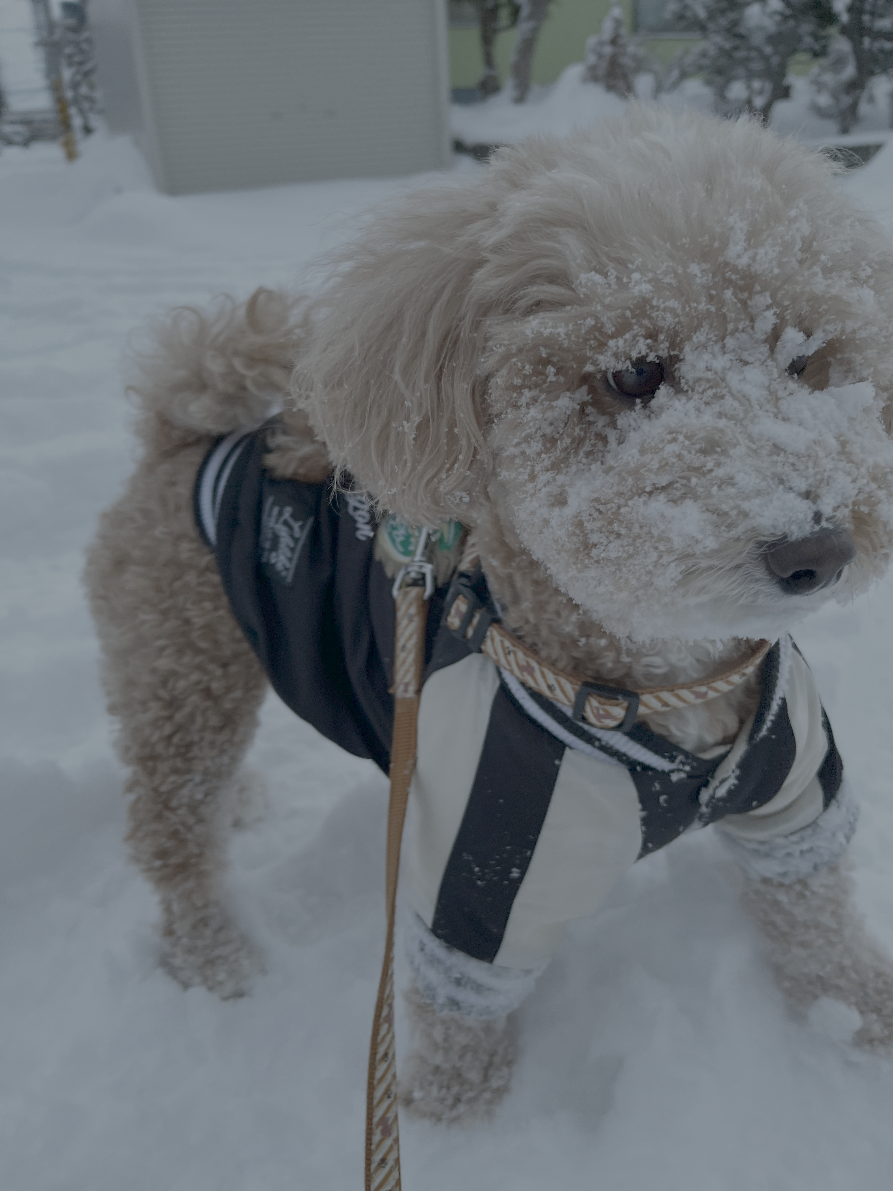 雪まみれスマイル