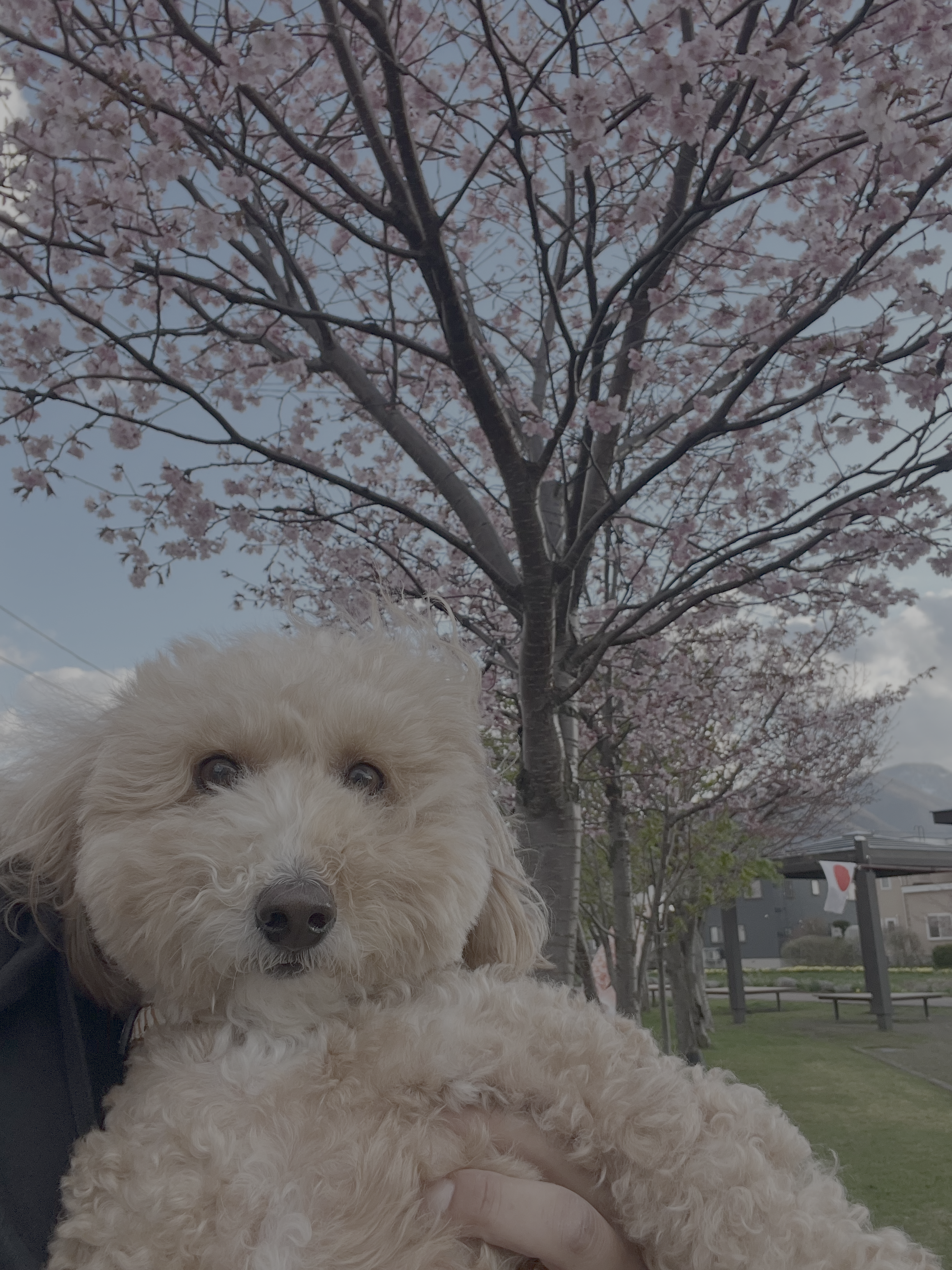 Cherry blossoms & Smile